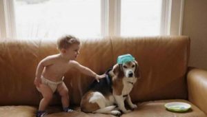 亡くなった愛犬に手紙を送った子供に届いた返事とは?