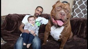 世界で一番大きいピットブル犬のハルク