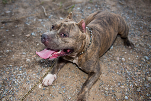 保護犬ピットブル