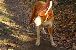 カップルが自ら捨てた犬を拒否する