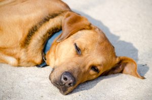 なぜ犬は日向ぼっこが大好きなの？