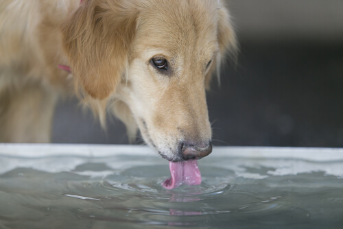 日向ぼっこをして熱中症にならないよう、水を飲ませましょう