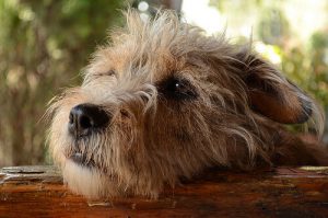 イタズラすると犬は罪悪感を感じるの？