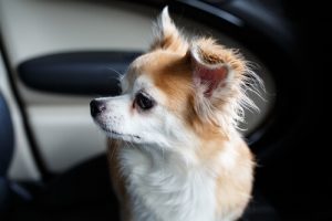 犬を助けるべくBMWの窓を割った男
