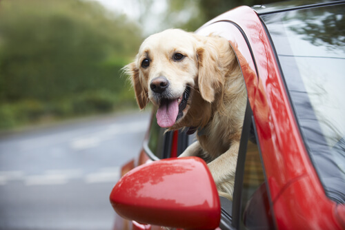 車の窓から顔を出す犬