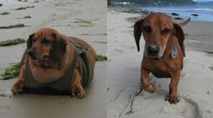 痩せることを決意した犬のオビー