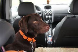 シートベルトの安全性:愛犬にもシートベルトを