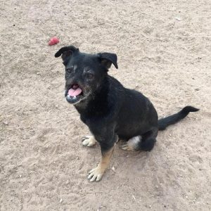 居場所を見つけるまで1万1000キロ旅した犬：アヌビスくん