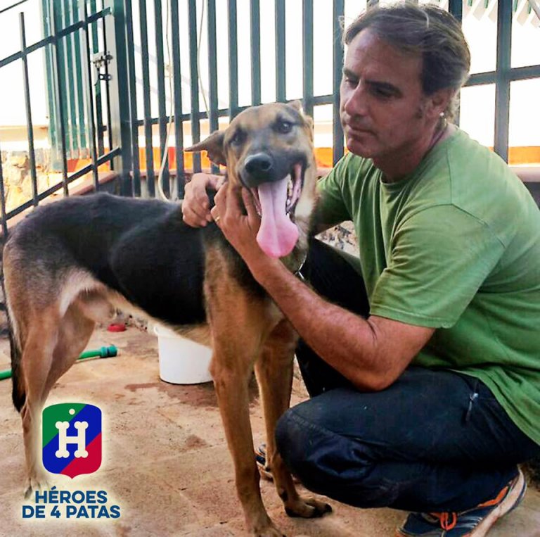 撫でられて嬉しそうな犬