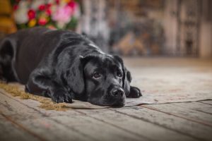 犬たちも歳をとるんです