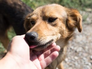 動物のコミュニケーション:犬は何で人を舐めるの?