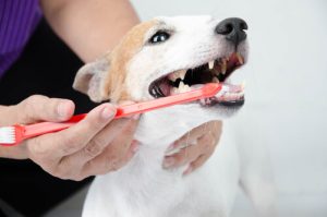 犬の口臭を予防するためにできること