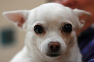 愛犬の目やにを上手にとる方法