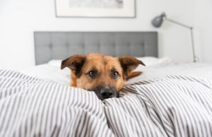 なぜ犬たちはベッドで寝てはいけないの?