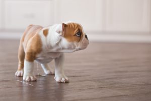家の中でのおしっこを止めさせる