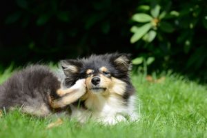 家で出来る6つのノミ対策