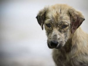 GoProが収めた捨て犬の生活風景