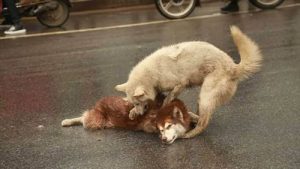 事故に遭った「ともだち」を助ける犬