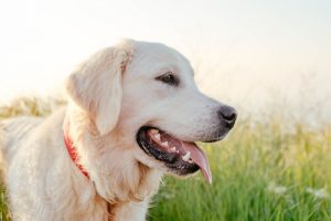 一番賢いのはどの犬種?