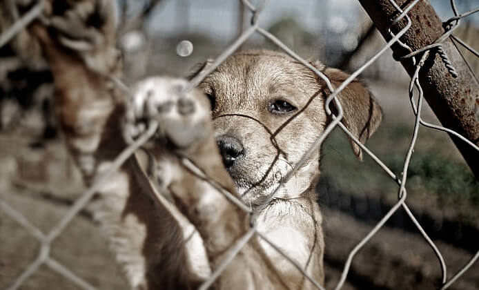 フェンスにしがみ付く子犬