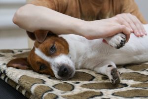 犬のマッサージのやり方を知っていますか?