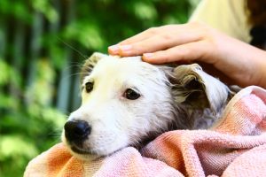 僕の飼い主が嫌い? じゃあ近づかないで!