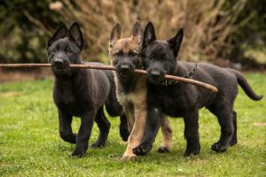 愛情深い犬種トップ8