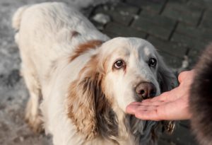 犬たちが「がん」を見つける?