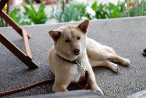 ペットが毒に侵されてしまったら?