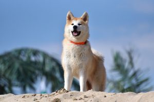 オリーブオイルが犬に与える健康メリットとは