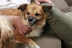 攻撃的行動は犬のせいではない