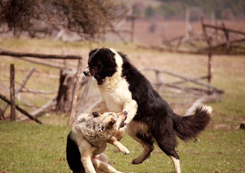 攻撃的な犬