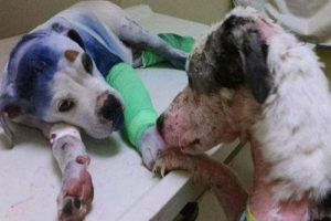 虐待を受けた二匹の犬、そこに芽生えた真の友情とは