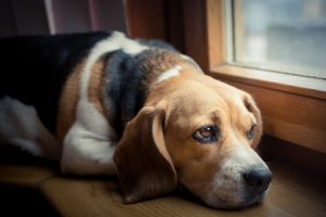 痛みを感じている愛犬があなたに送るサインとは?
