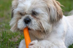 愛犬にニンジンを与えるメリットとは ?