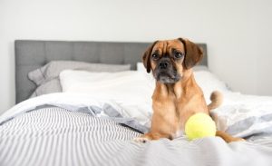 犬といっしょに寝る前に知っておきたい5つのこと