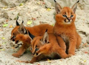 動物豆知識:カラカルって知ってますか?