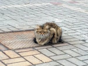 飼い主を待ち続ける捨て猫