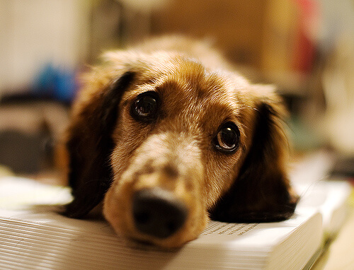悲しそうに見上げる犬