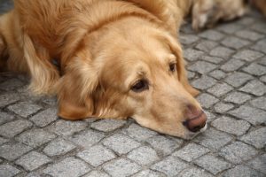 犬もうつ病になるの?:うつ病の理由