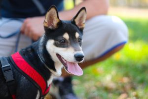 犬はあなたの子供ではなくペットとして家族の一員になる