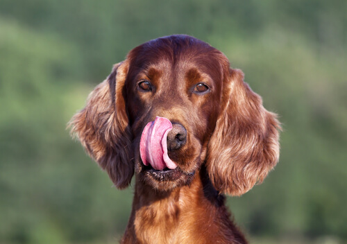 鼻を舐める犬 肢端脂性皮膚炎