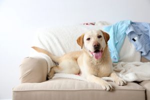 犬をソファーに乗せてもいいの?