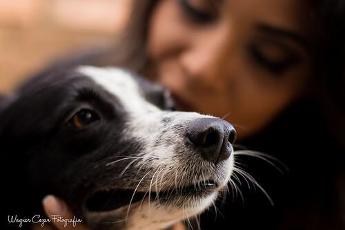 ペット として 家族の一員 になる