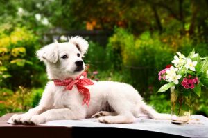 絶対やめて!:犬が嫌がるNG行為