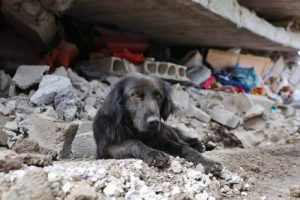エクアドル地震:倒壊した家から離れない犬