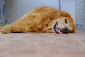 犬のいびきに隠されたワケとは?