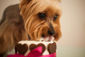 ペットに甘いものを絶対に与えてはいけない理由