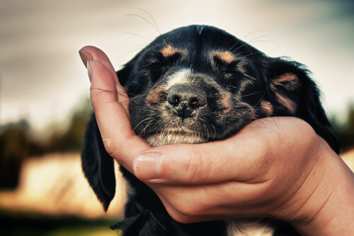 目を閉じる犬