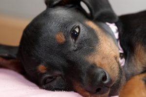 犬はなぜ鳴く?その心理とは